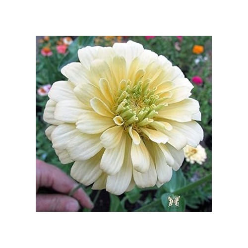 White Yellow Zinnia Flower Seeds for Planting [neera-v5-f80c69ca40e6d799d27e]