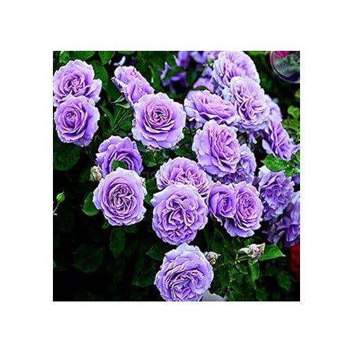 Lavender Climbing Rose Flower Seeds for Planting [neera-v5-f80d1c286f38bef16f6f]