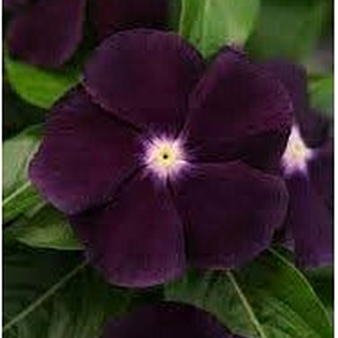 Periwinkle Flower Seeds for Garden Planting [neera-v5-f80db61cdb9f4657fd96]