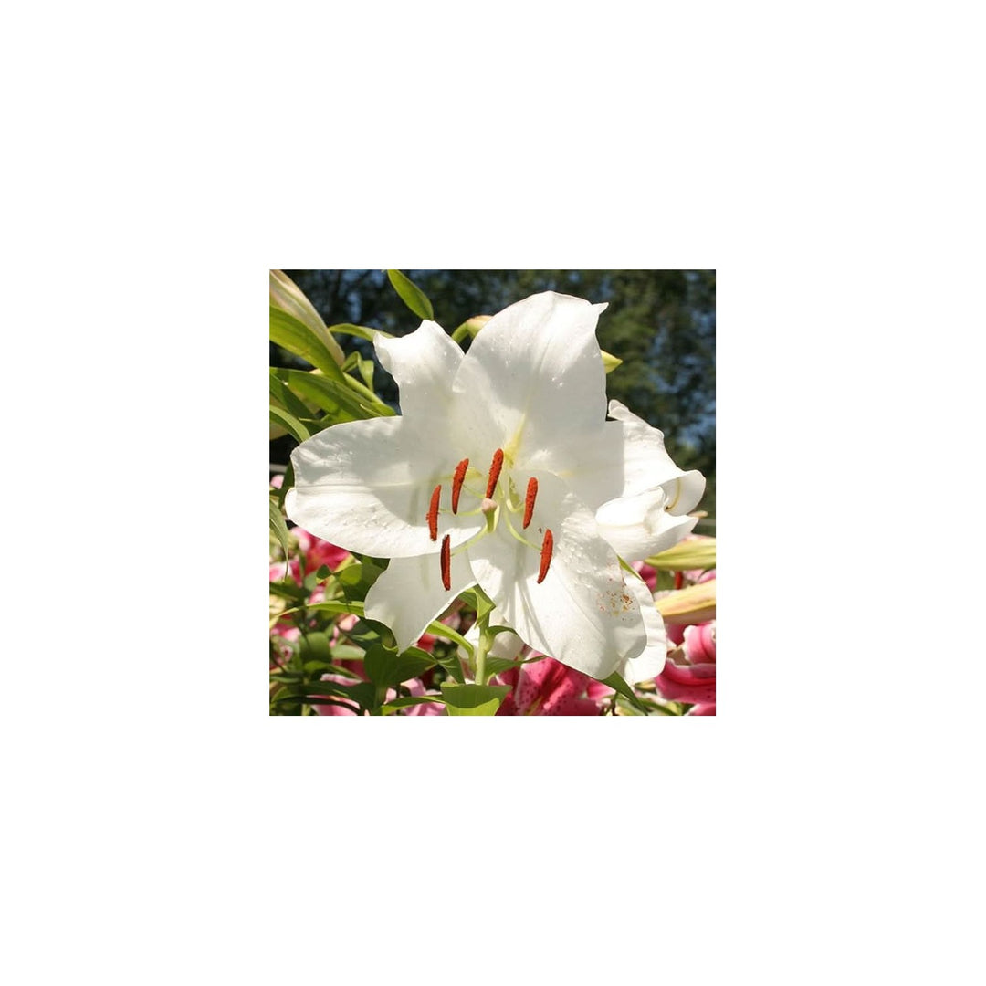 White Pure Lily Perennial Flower For Home Garden Flower Seeds for Home Garden Planting, Decorative [neera-v5-f80f27527562e0b9642c]