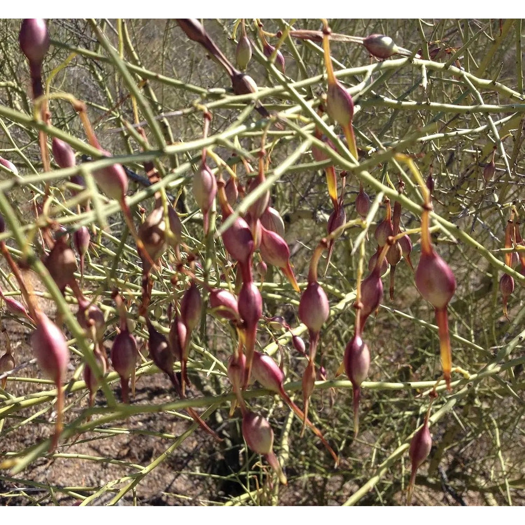 Desert Ironwood Tree Planting Non Gmo Heirloom Flower Seeds for Home Garden Planting, Colorful [neera-v5-f814c9b8651e7e233046]