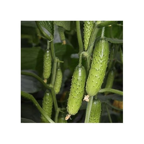 Green Bush Crop Cucumber Seeds for Planting [neera-v5-f821335edaf8adfae092]