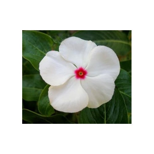 White Vinca Flower Seeds [neera-v5-f8215cefad883648e17d]