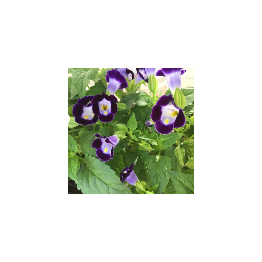 Heirloom Non Gmo Torenia Wishbone Flower Vibrant Shade Loving Annuals For Hanging Baskets Flower [neera-v5-f82ce1971aacffec16be]