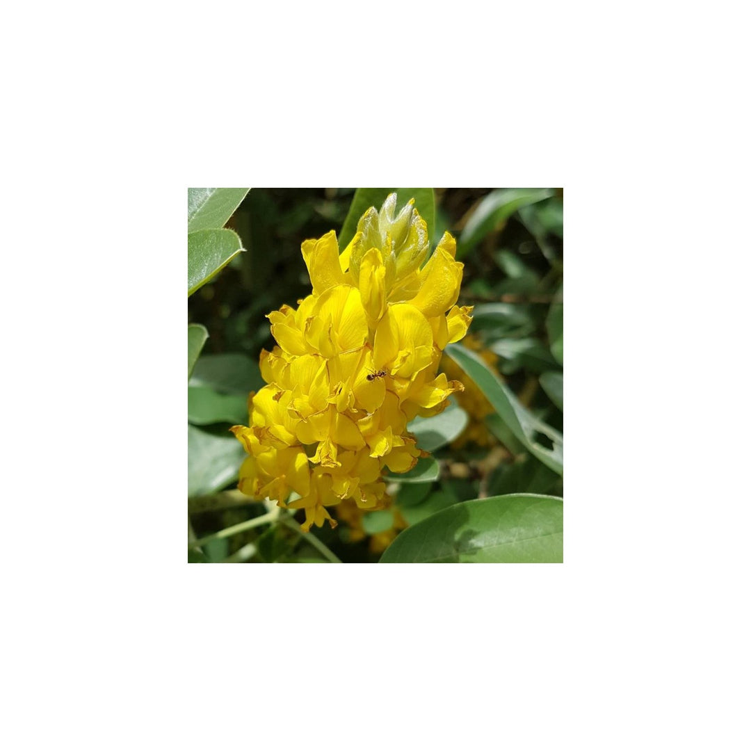 Heirloom Argyrocytisus Flower Non Gmo Ornamental Shrub Blooms Colorful Garden Planting Flower [neera-v5-f832fd68dfb033821ca8]