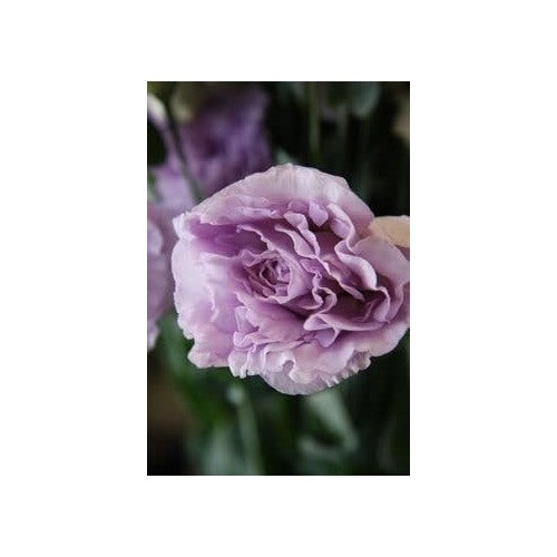 Lavender Eustoma Lisianthus Flower For Planting Heirloom Non Gmo Easy To Grow Flower Seeds for Home [neera-v5-f8351f72e349cafe0e37]