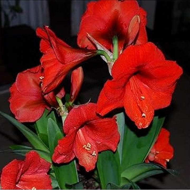 Heirloom Non-GMO Red Amaryllis Flower Seeds for Planting [neera-v5-f83a83581801029977ff]