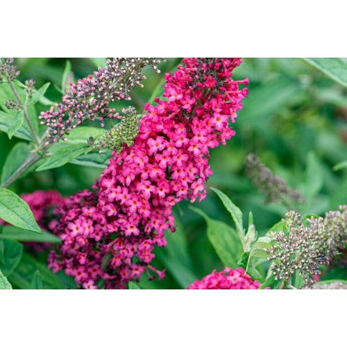 Pink Buddleia Butterfly Bush Seeds for Planting [neera-v5-f843ad96577c52cd8ebb]