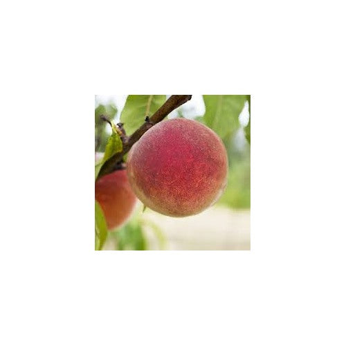 Babcock Peach Fruit Seeds for Planting [neera-v5-f84981e61228fb39202a]