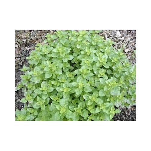 Oregano Italian Herb Heirloom Healthy N Tasty Herb Non Gmo Flower Seeds Home Garden Planting, [neera-v5-f84a3e963f748b098d28]