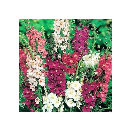 Heirloom Oxtail Verbascum Flower Seeds, Non-GMO Tall Spiked Blooms for Cottage and Wildflower Garden Planting [neera-v5-f851ed3cca68cbc87148]