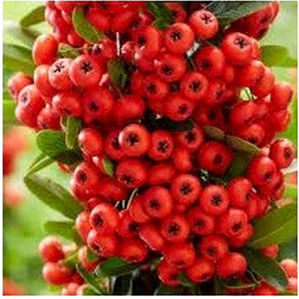 Pyracantha Fruit Seeds for Planting | Heirloom Non-GMO Organic Seeds for Hardy Berry Shrubs [neera-v5-f8573bc3b91df47d9a30]