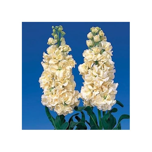 Heirloom White Matthiola Flower Seeds for Planting [neera-v5-f85a883cc5e3310a0730]