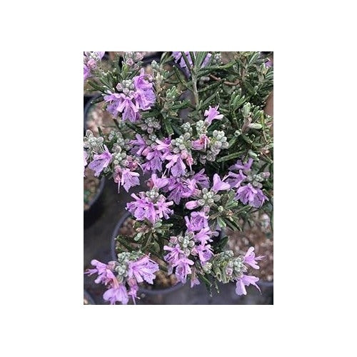 Heirloom Non-GMO Rosemary Flower Seeds for Planting [neera-v5-f86b14bb05ab90fe05f1]