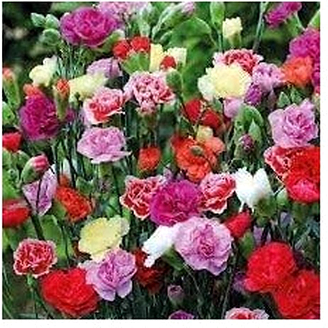 Heirloom Non-GMO Dianthus Caryophyllus Flower Seeds for Planting [neera-v5-f86bd8f5358b5505a5f4]