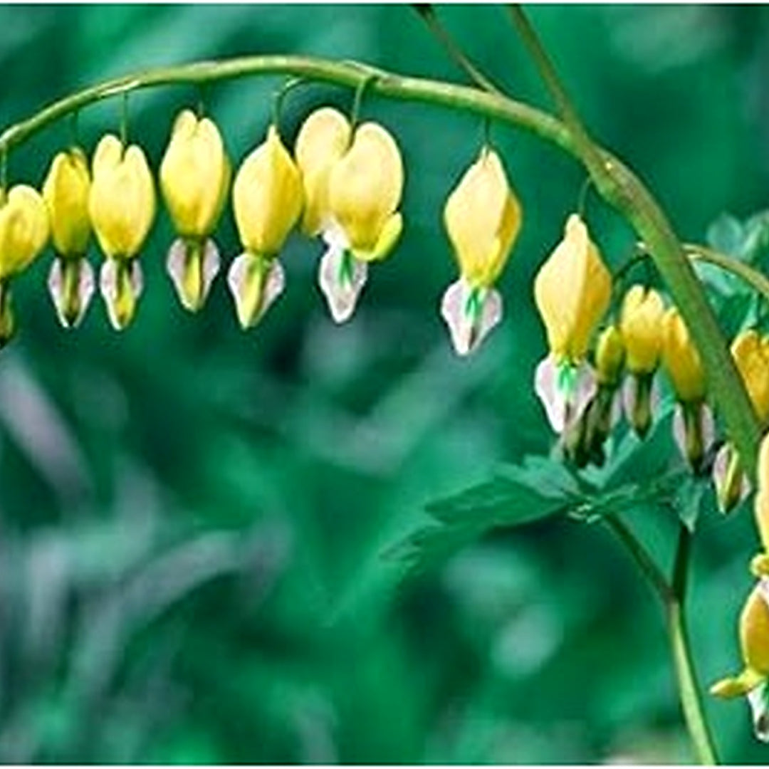 White Yellow Heart Flower Seeds for Planting [neera-v5-f86eeda9e8b49a36e435]