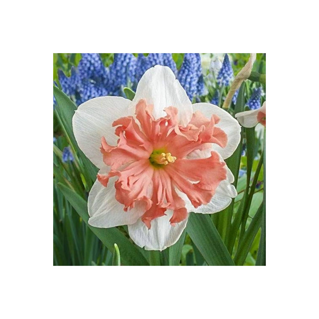 Daffodil Narcissus Pseudonarcissus Double Petal Flower For Planting Known For Radiation Absorption [neera-v5-f8719776f0078e0e2675]