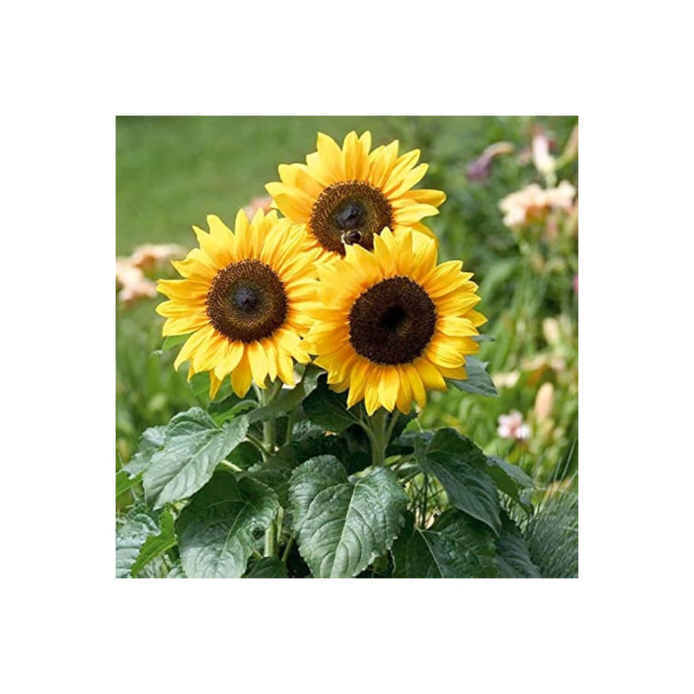 Yellow Hybrid Sunflower Heirloom Non Gmo Flower Planting Flower Seeds Home Garden Planting, [neera-v5-f878c59c3327c13355f7]