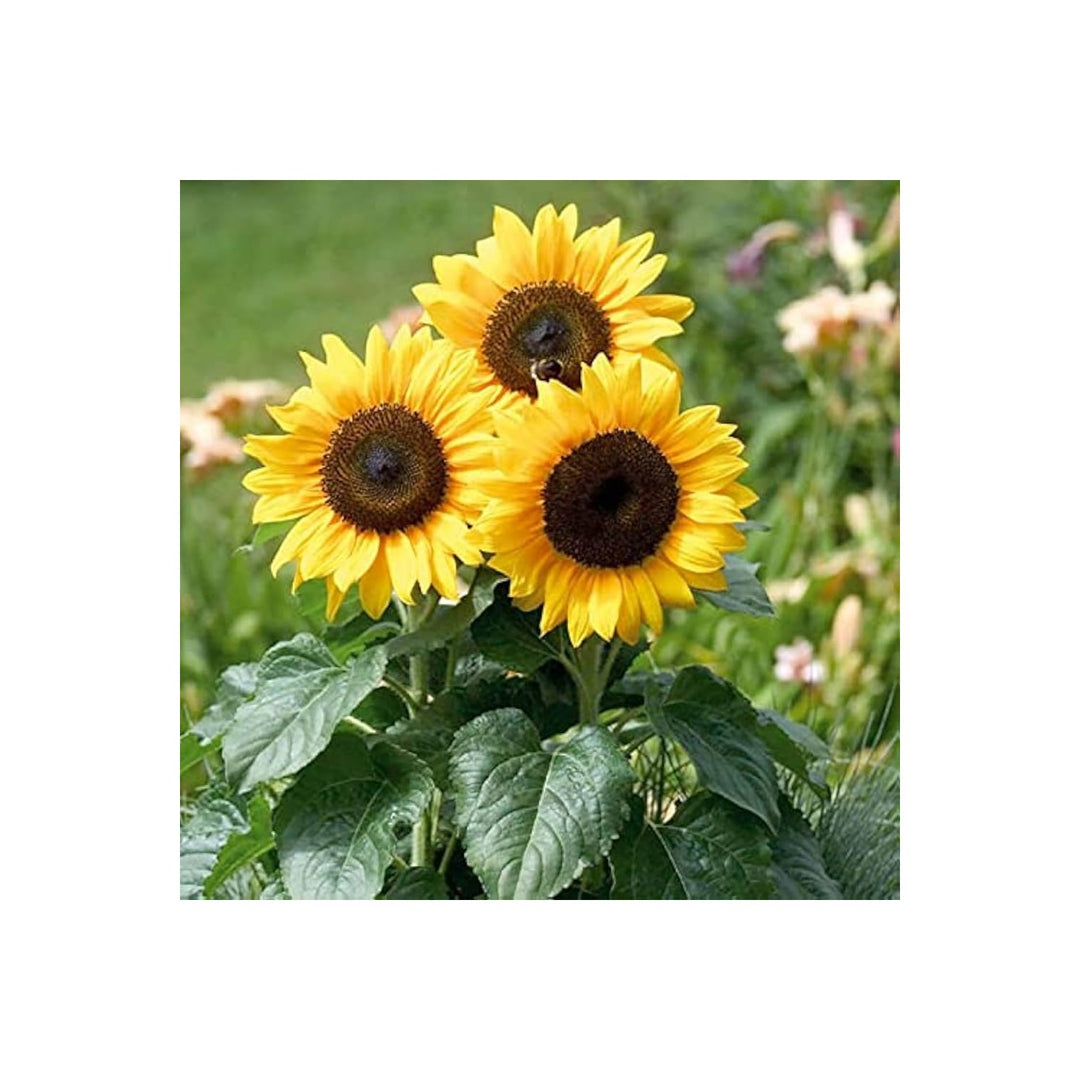 Yellow Hybrid Sunflower Heirloom Non Gmo Flower Planting Flower Seeds Home Garden Planting, [neera-v5-f878c59c3327c13355f7]