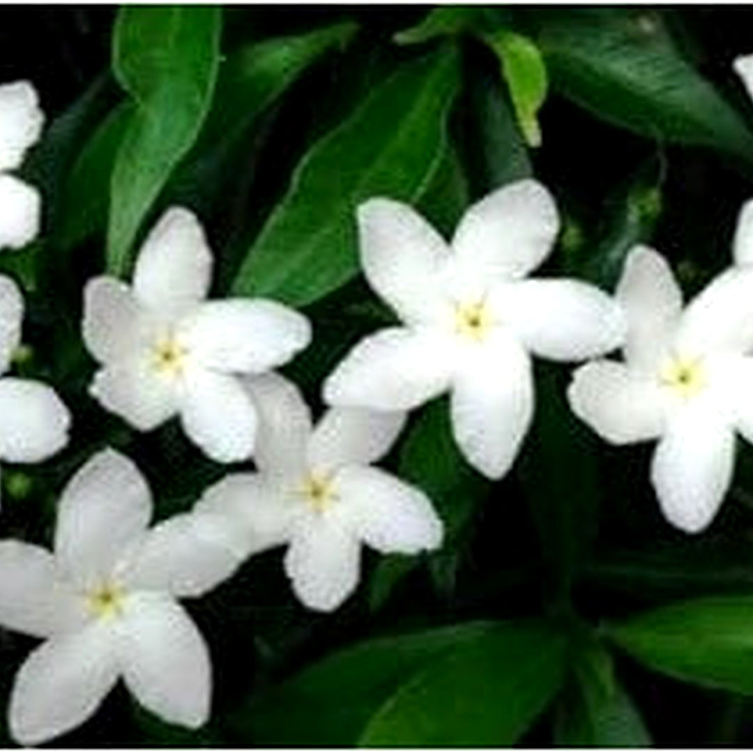 Tabernaemontana Flower Seeds [neera-v5-f87b12ddf5ab4fa073a9]