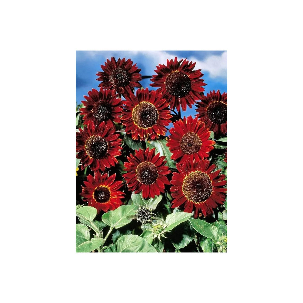 Red Mini Sunflower For Planting Dwarf Variety Ideal For Pots Borders Non Gmo Flower Seeds for Home [neera-v5-f88910322f2bf9df7ea8]