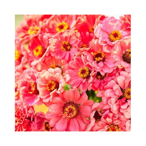 Zinnia Elegans Salmon Queen Calinia Giants Blooms Pollinators Heirloom Non Gmo Easy To Grow [neera-v5-f88df6f1888d434d16a2]