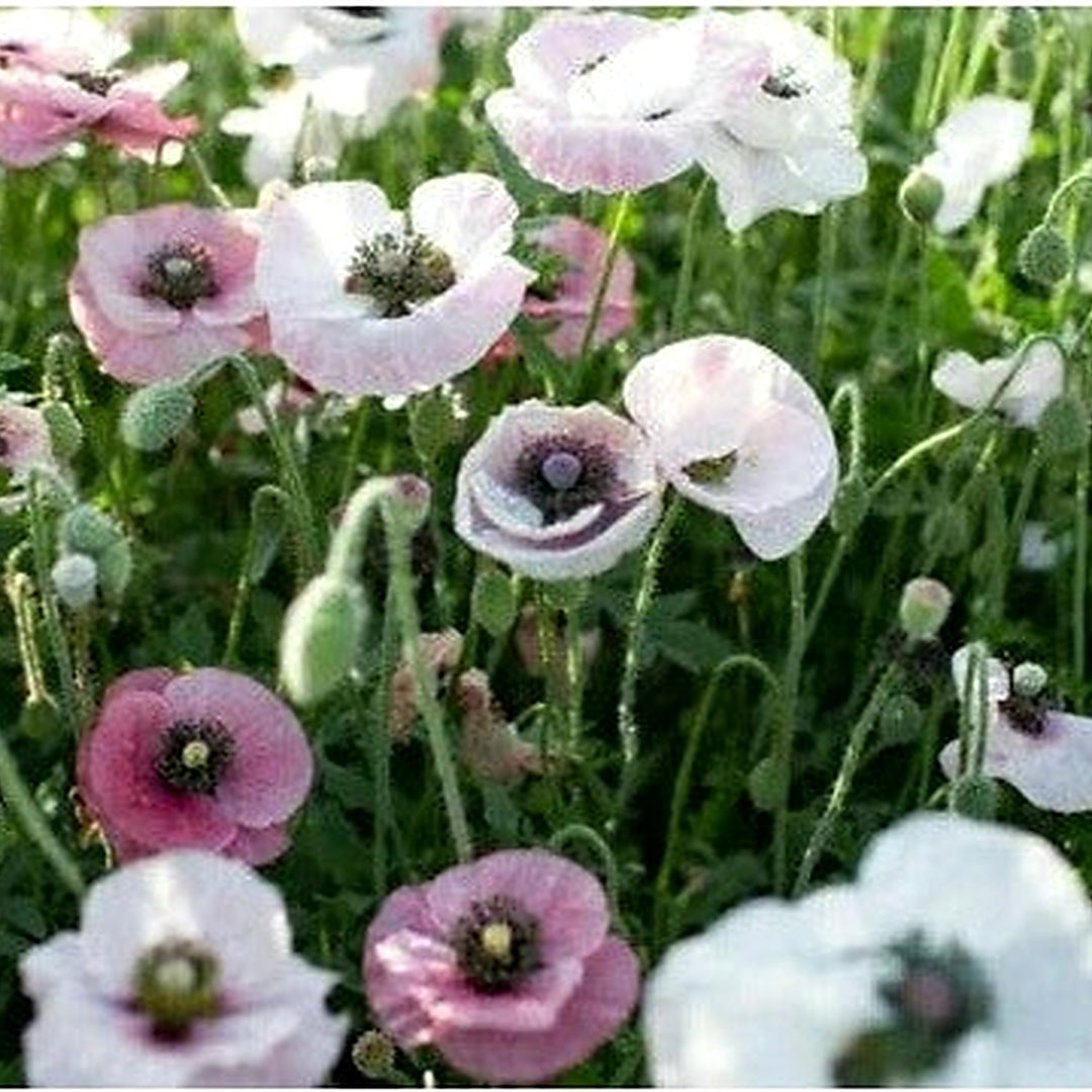 Pink White Poppies Mix Wildflower Heirloom Non Gmo Flower Seeds Home Garden Planting, Exotic [neera-v5-f89f815359c565886dd5]