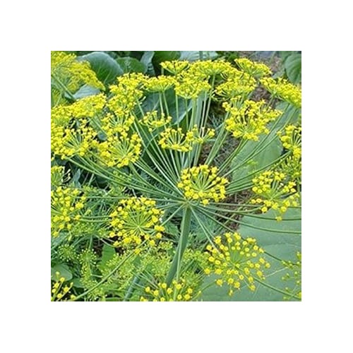 Yellow Dill Plant Seeds for Planting [neera-v5-f8a34c137476d298c6bd]
