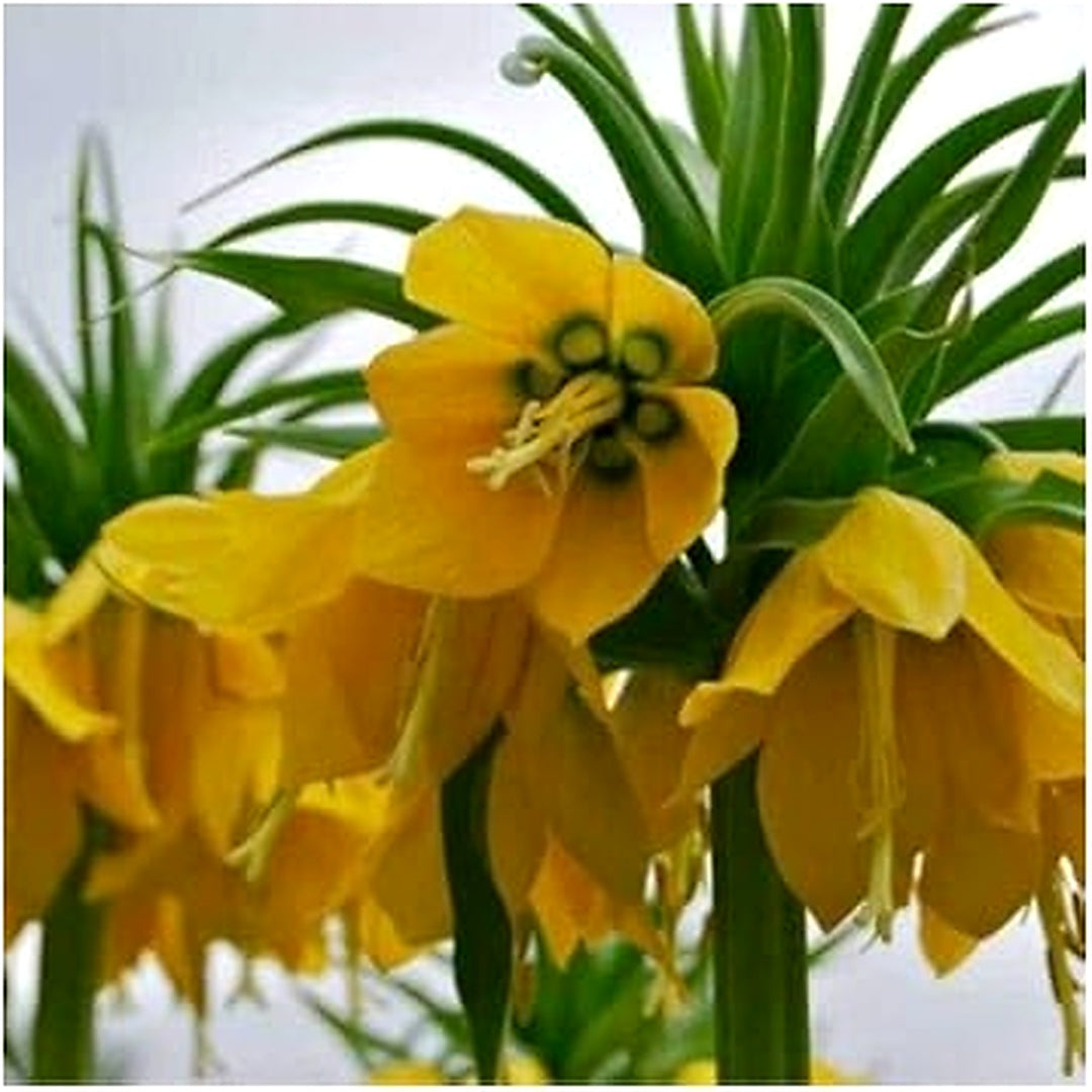 Yellow Imperial Wang Fritillaria Flower Seeds for Planting [neera-v5-f8ada3e24660623bb85a]