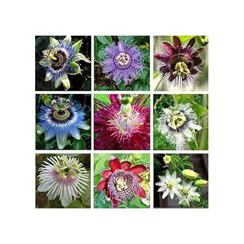 Mixed Color Passion Flower Seeds for Planting [neera-v5-f8b54dc062f6d7b60dec]