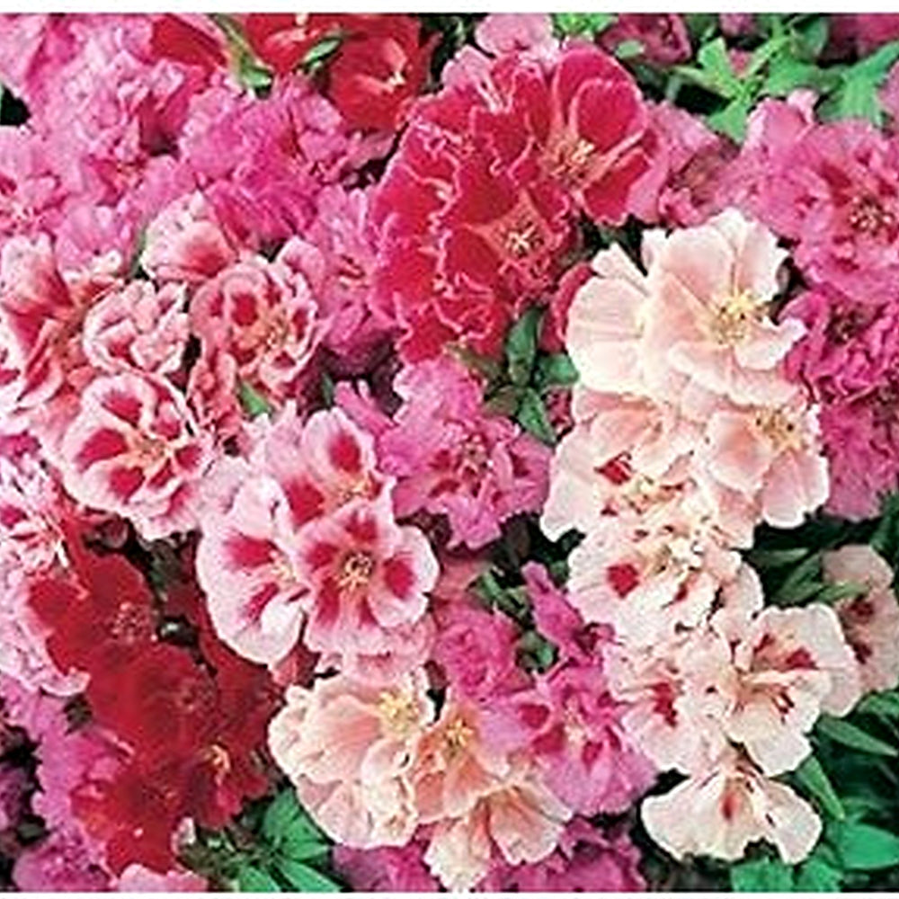 Mixed Godetia Flower Seeds for Planting [neera-v5-f8cc74e564643b604629]