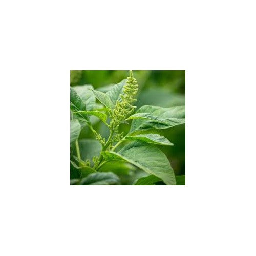 Green Amaranth Co 1 Herb Seeds for Planting [neera-v5-f8cd25aae3d4331c1bdb]