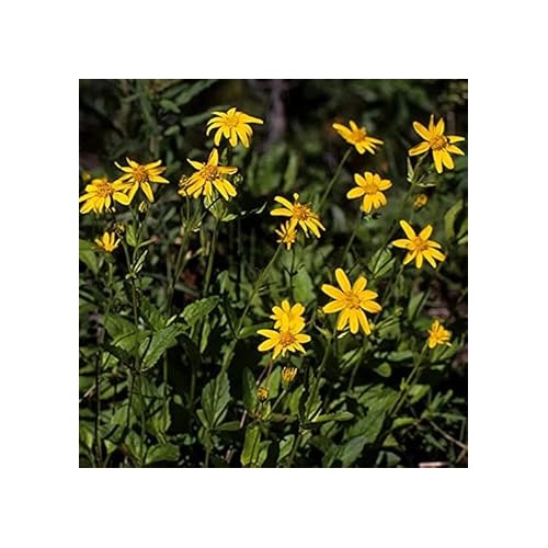 Arnica Montana Herb Plant Seeds [neera-v5-f8d8e58cbf2a2a02c693]