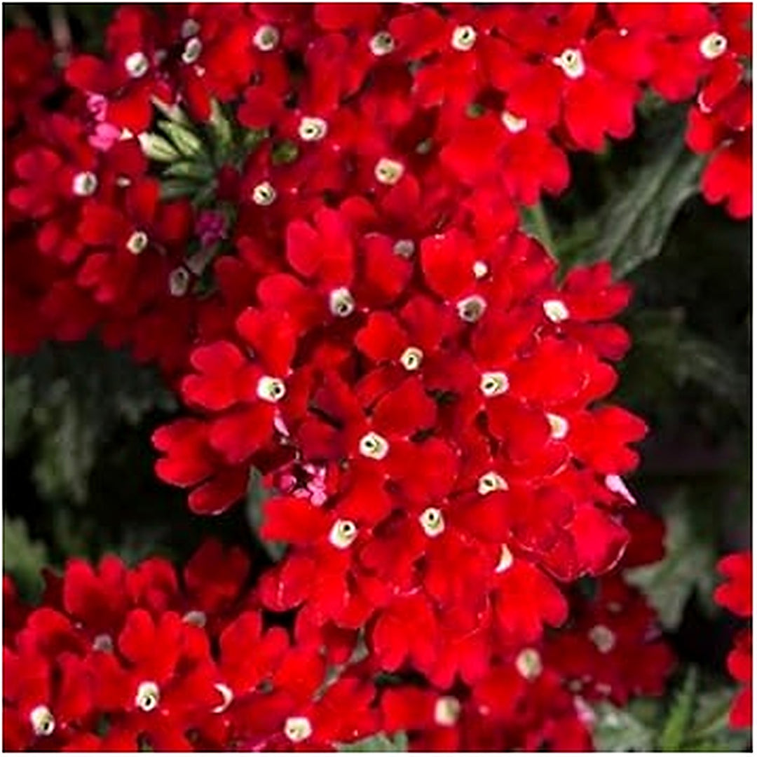Red White Verbena Flower Seeds for Planting [neera-v5-f8ddc31b41c1d93edf28]