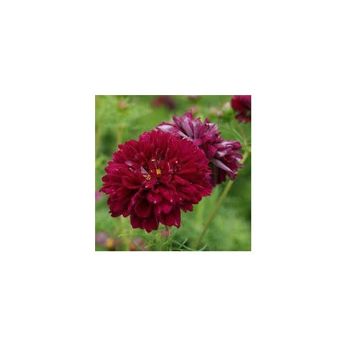 Cosmos Double Click Cranberries Flower Seeds for Planting [neera-v5-f8de99a770f289d1c420]
