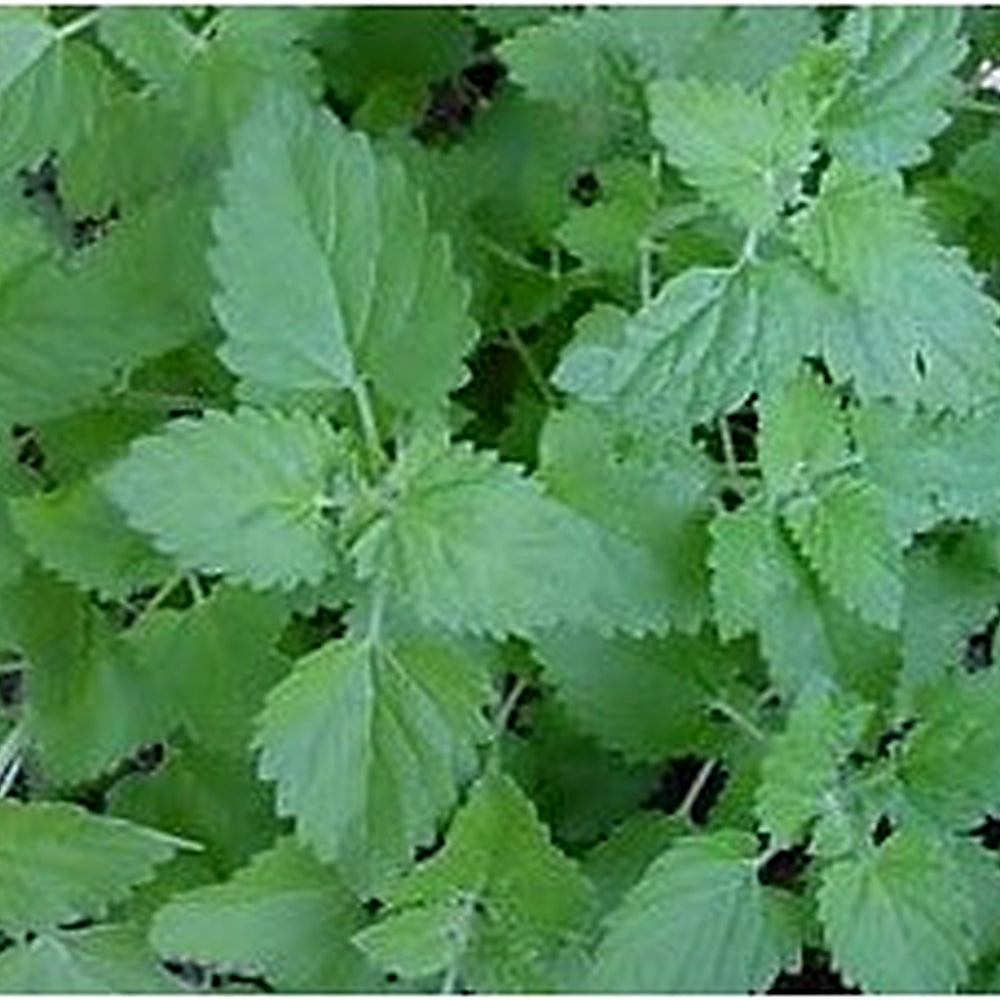 Green Catnip Plant Seeds for Planting [neera-v5-f8e245f9d883eaba145a]