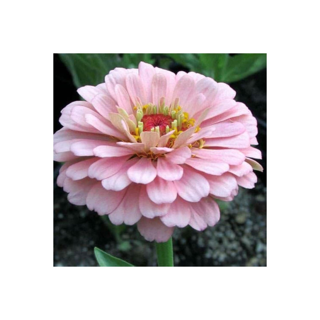 Pink Baby Zinnia Flower For Planting Bright Blooms For Garden Heirloom Flower Seeds for Home Garden [neera-v5-f8e25e8f57ba65dd10ef]