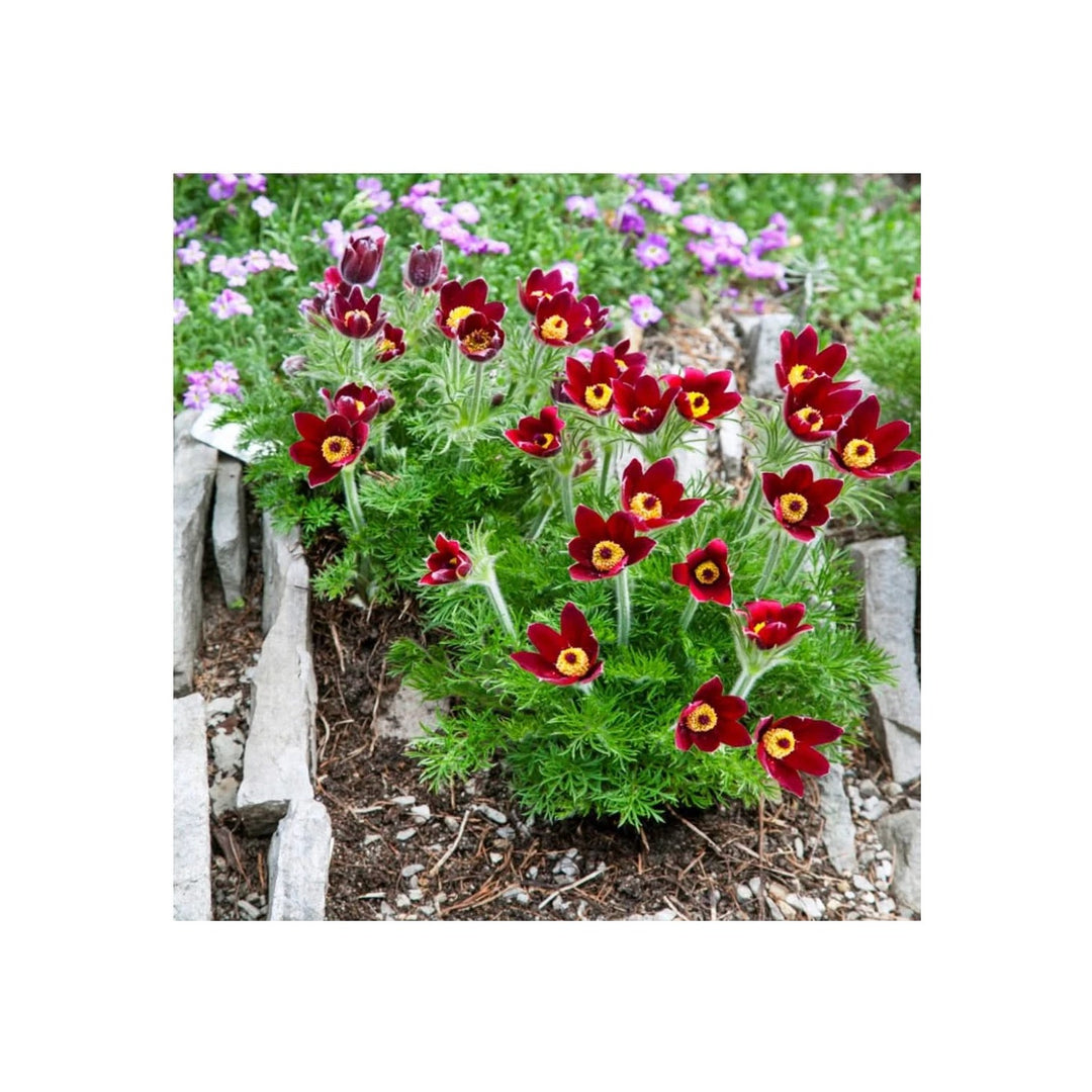 Red Heirloom Non Gmo Anemone Pulsatilla Flower For Planting Bright Perennial Garden Flower Seeds [neera-v5-f8fd74113479d969ed3d]