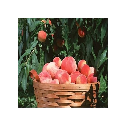 Peach Red Yellow Fruit Seeds for Planting [neera-v5-f90284e3b8db08530d26]