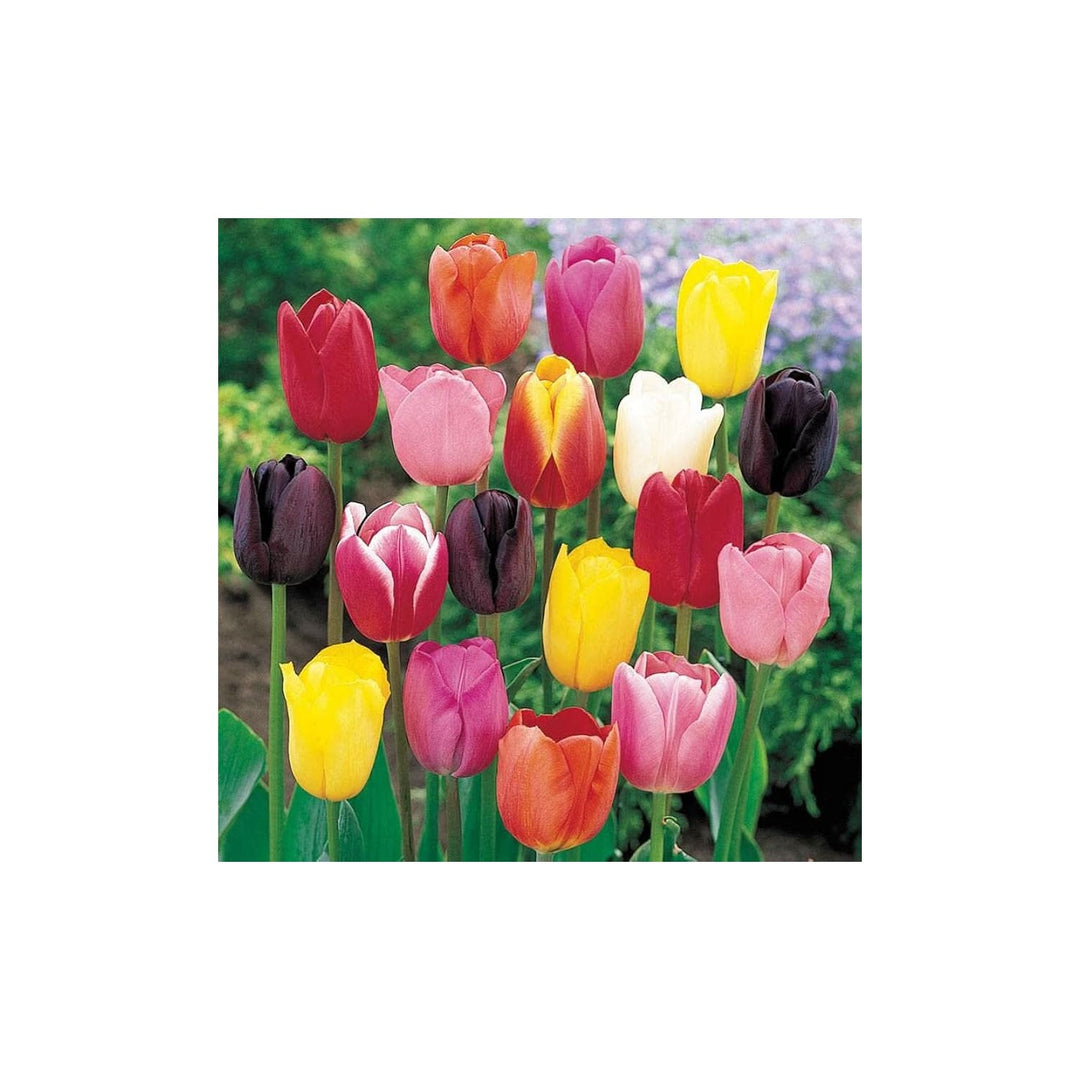 Rainbow Tulip Tulipa Gesneriana Flower For Planting In Home Garden Spring Flower Beds Flower [neera-v5-f9098f14d4a44009f3c1]