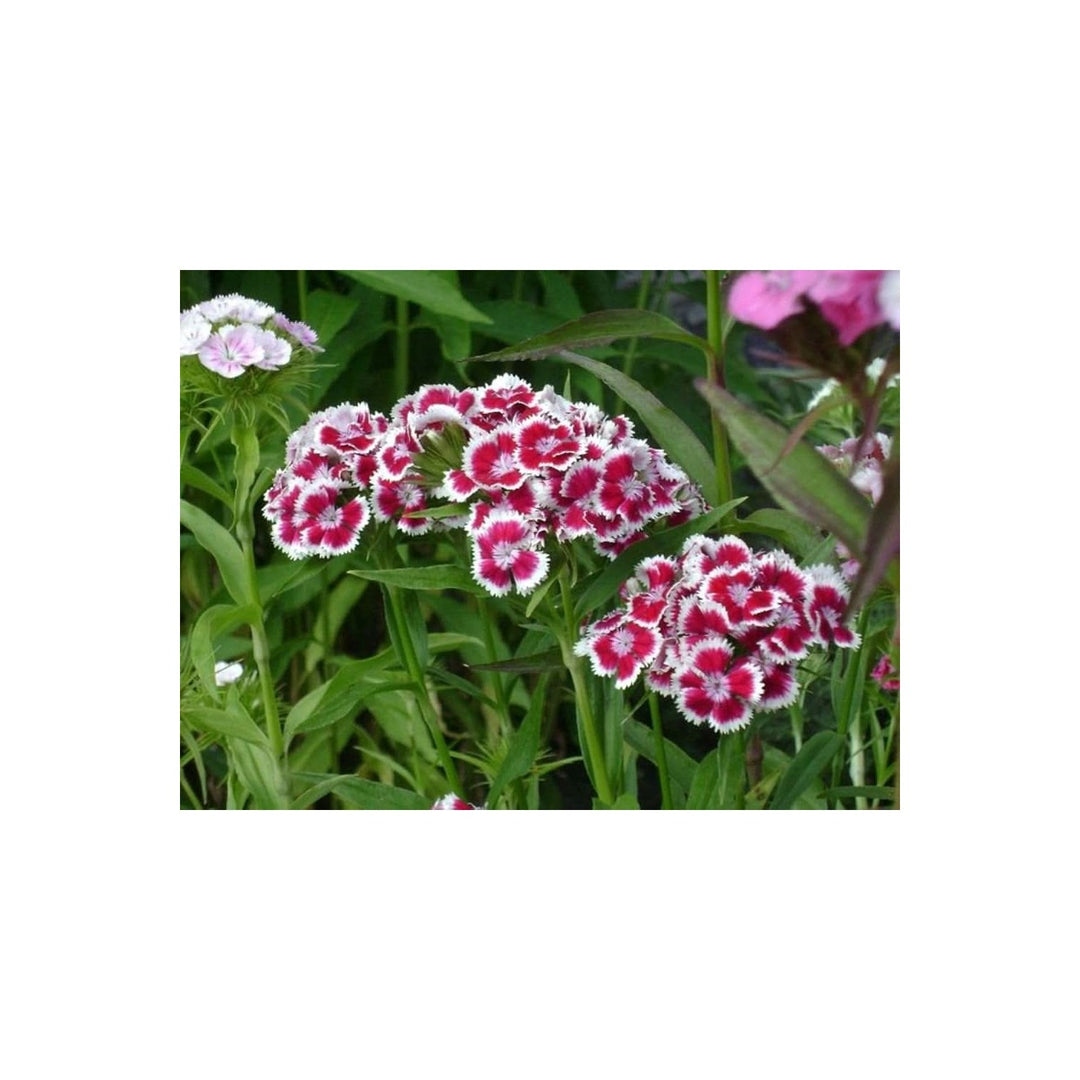 Sweet William Flower Blooms In Months Flower Seeds for Home Garden Planting, Fragrant Organic [neera-v5-f90f7bcec96689a687e0]