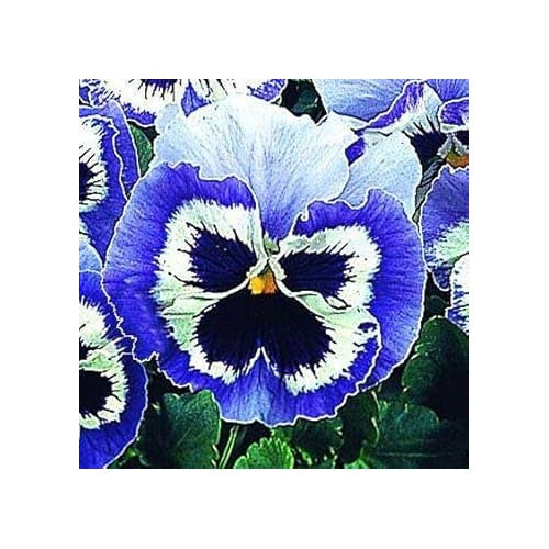 White Dark Blue Pansy Flower Seeds for Planting [neera-v5-f90fd49e743b9301229a]