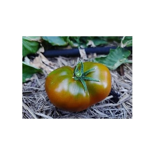 Black Green Tomato Seeds for Planting [neera-v5-f911dbe5f3b07aee349d]