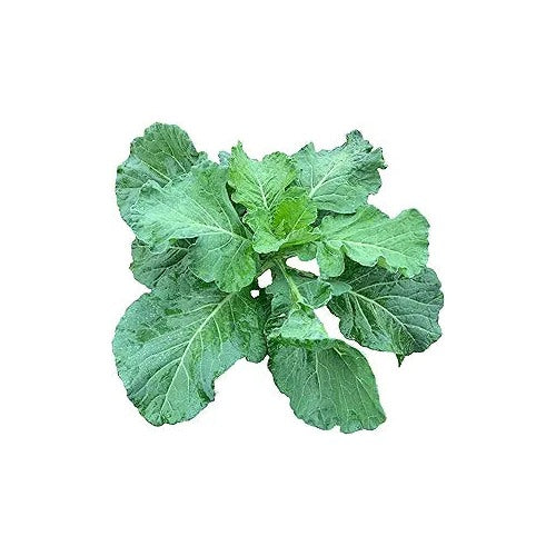 Georgia Collard Greens Seeds [neera-v5-f93442c54bf11a91b7da]