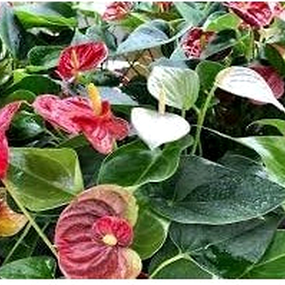 Heirloom Non-GMO Huifang Anthurium Flower Seeds for Planting [neera-v5-f9412c9dbc23c0217c03]