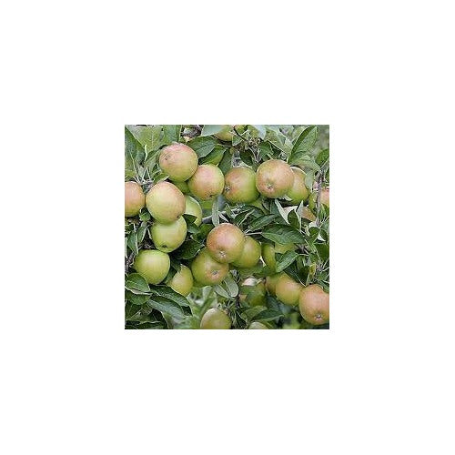 Braeburn Apple Fruit Seeds for Planting [neera-v5-f94abb4170db2071722c]
