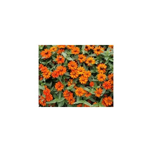 Heirloom Zinnia Profusion Flower Seeds for Planting [neera-v5-f950b21a8ae773ef35e2]