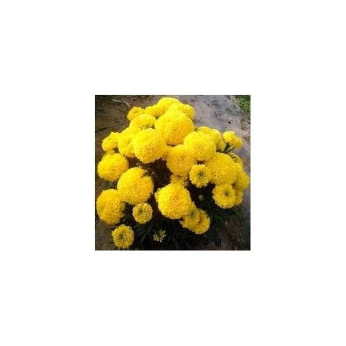 Yellow Marigold Flower Seeds for Planting [neera-v5-f95365026c7a850d3c08]