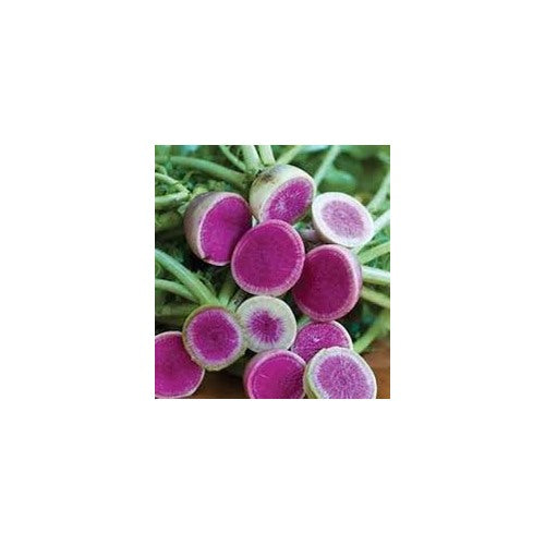 Watermelon Radish Seeds for Planting [neera-v5-f954a8159dd9683f087e]