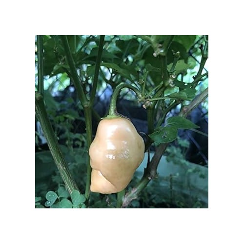 Sugar Rush Peach Pepper Seeds for Planting [neera-v5-f956c1b3e43802e9e6f4]
